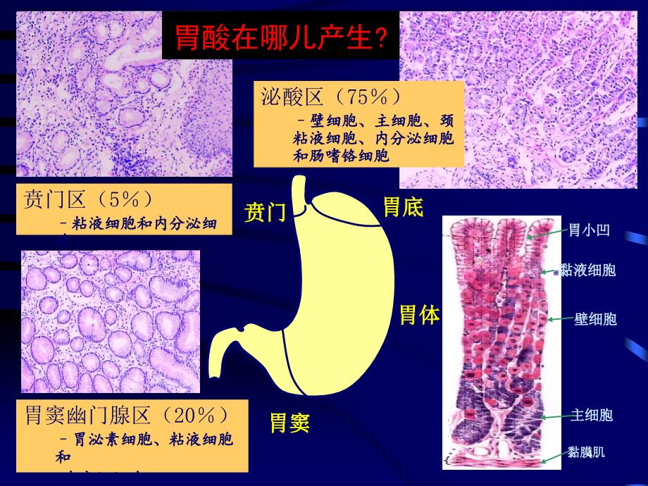 消化性溃疡PPT精品文档_第4页