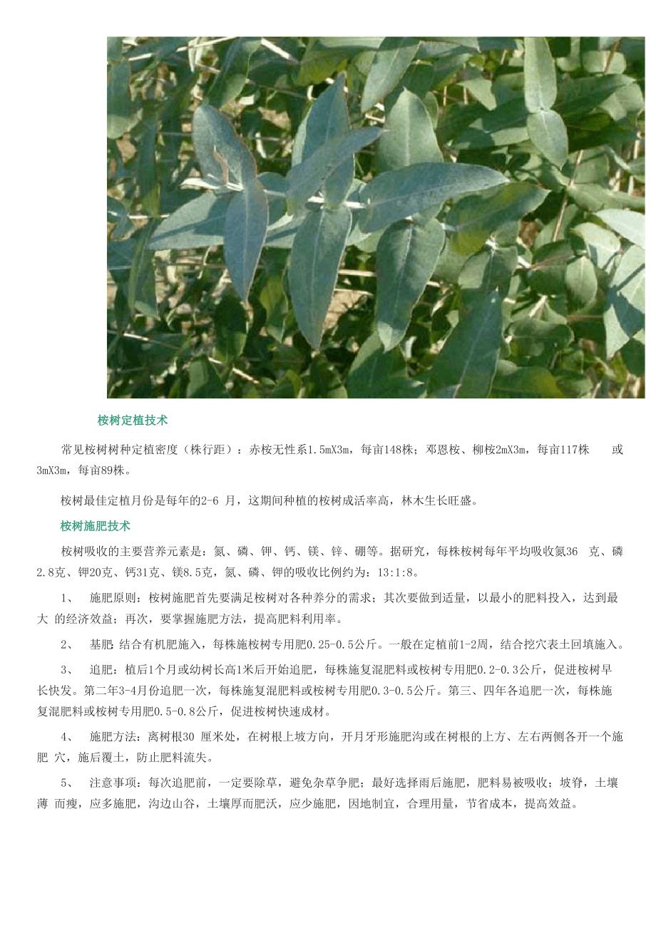 桉树种植技术_第4页