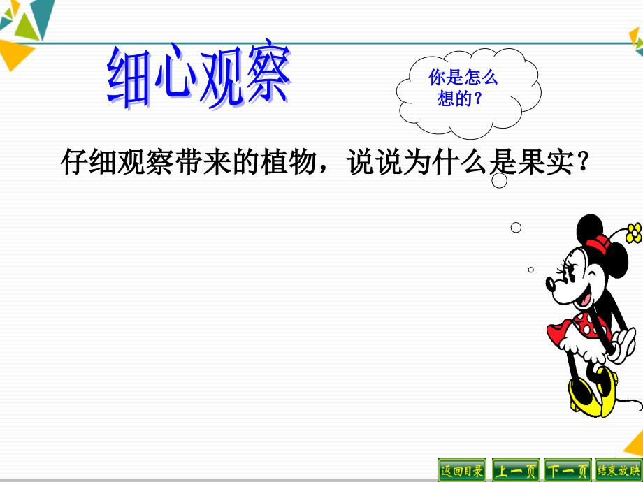 三年级下册科学课件2.1果实和种子共32张PPT苏教版_第3页