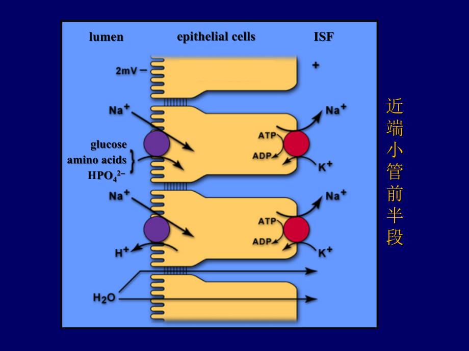 第八章重吸收分泌_第3页