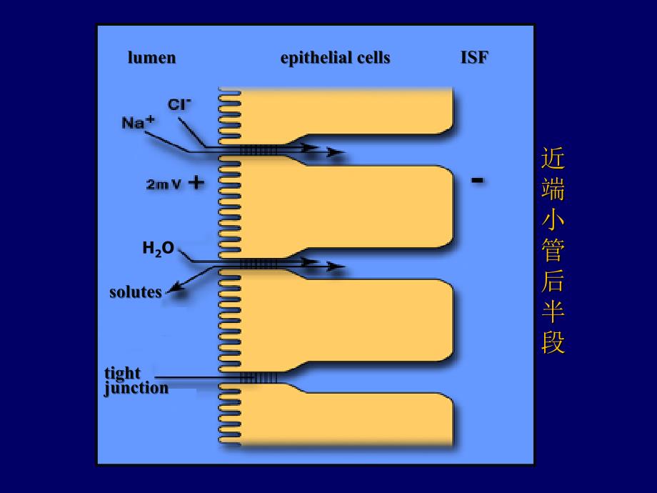 第八章重吸收分泌_第4页