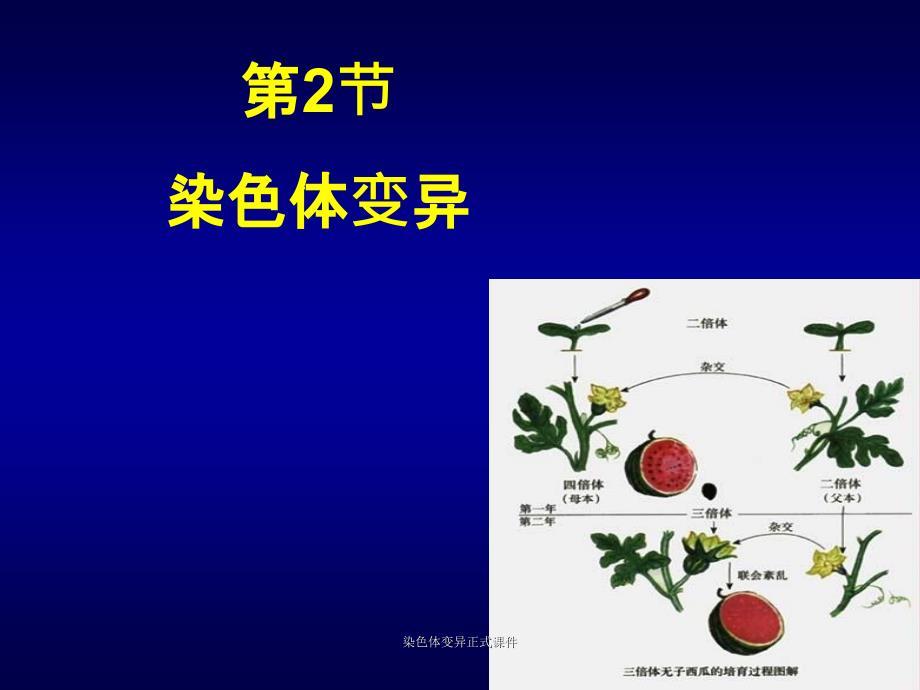 染色体变异正式课件_第1页