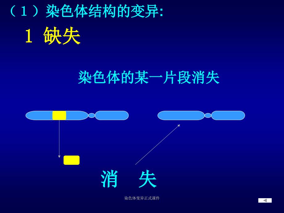 染色体变异正式课件_第4页