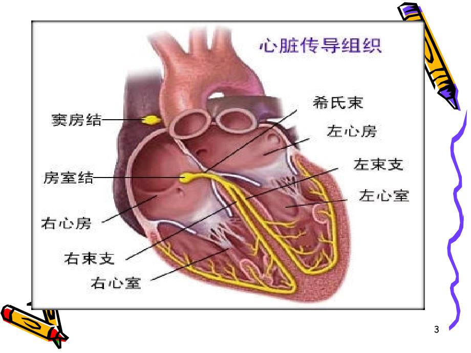 优质课件心电图基础知识课件_第3页