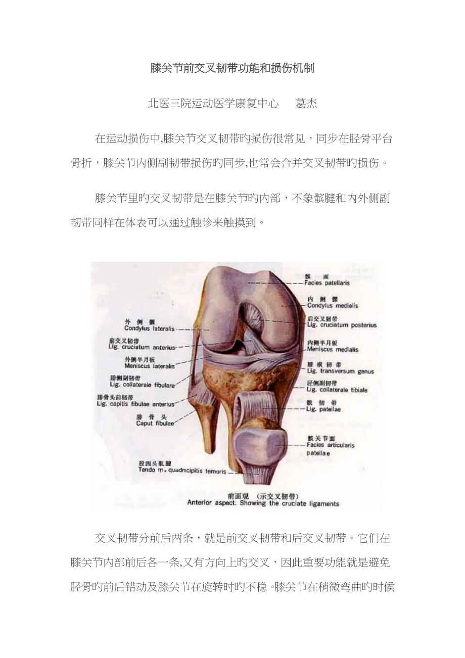 前交叉韧带功能和损伤机制_第1页