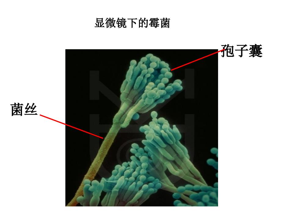 四年级下册科学课件3.5面包发霉了教科版_第2页