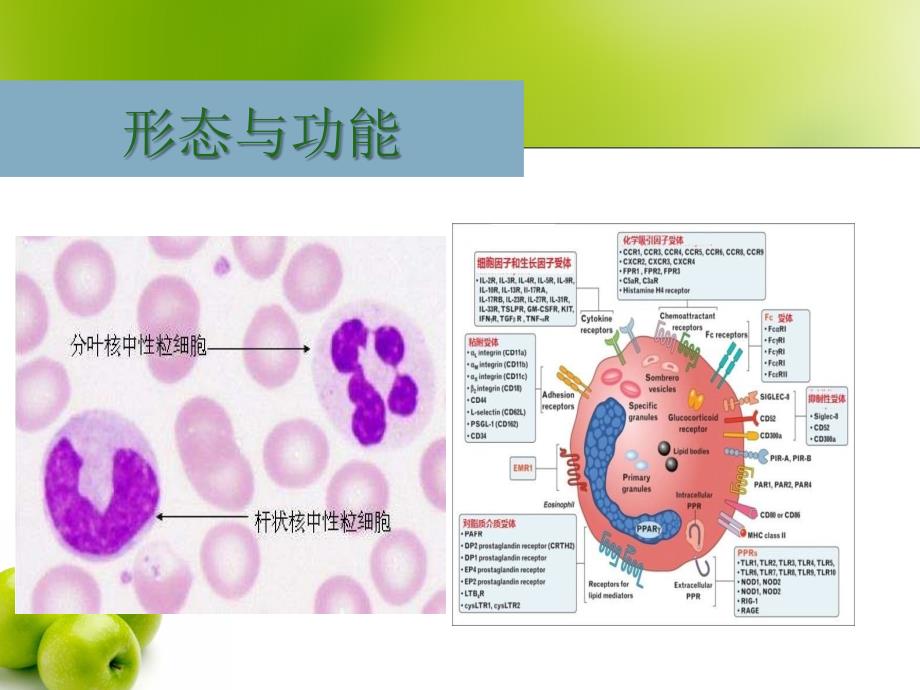 中性粒细胞胞外网状陷阱_第2页