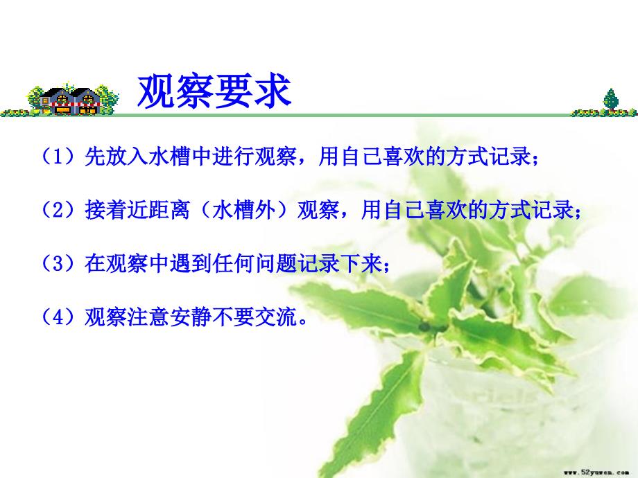 教科版科学三上观察水生植物课件_第3页