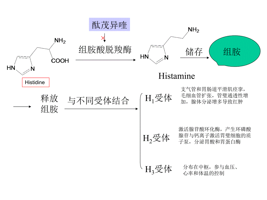 组胺酸脱羧酶_第1页