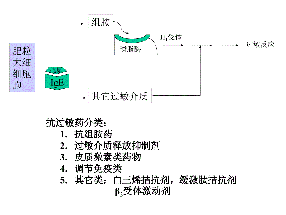 组胺酸脱羧酶_第3页