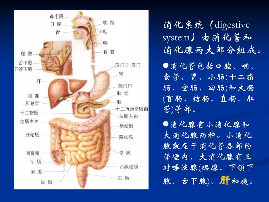 肝功能不全2012护理学_第2页