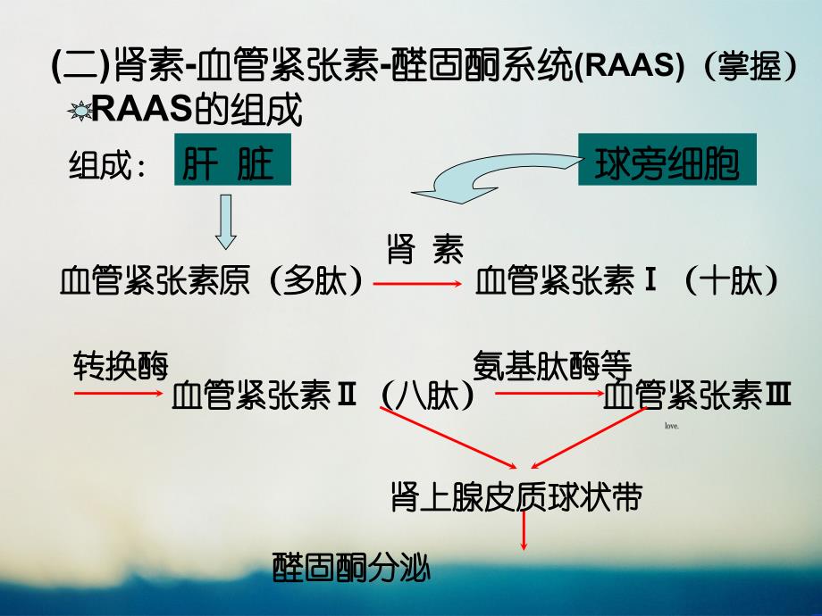 第八章尿生成和排出_第2页