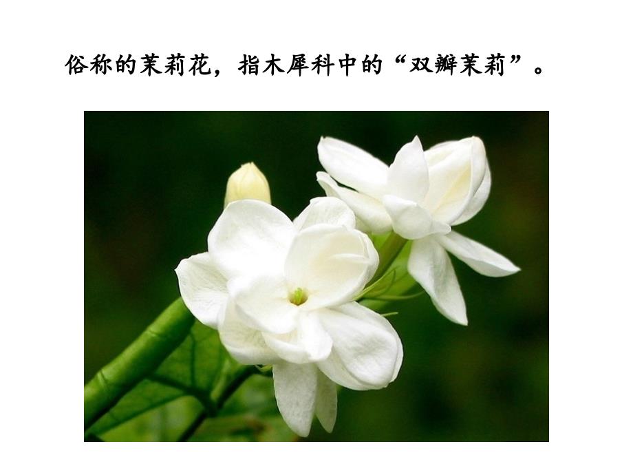 茶文化茉莉花茶演讲_第4页