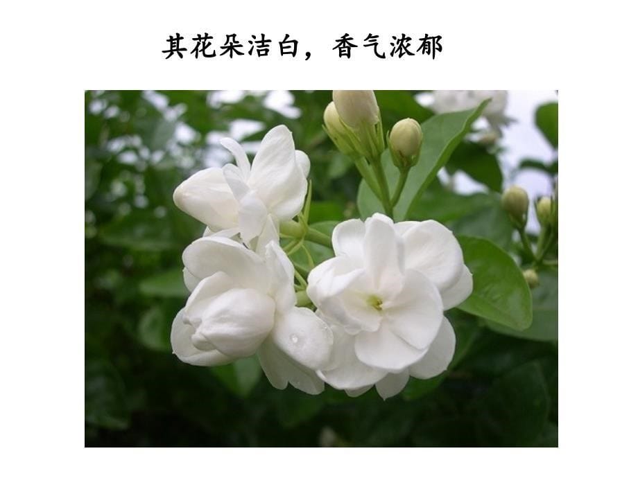 茶文化茉莉花茶演讲_第5页