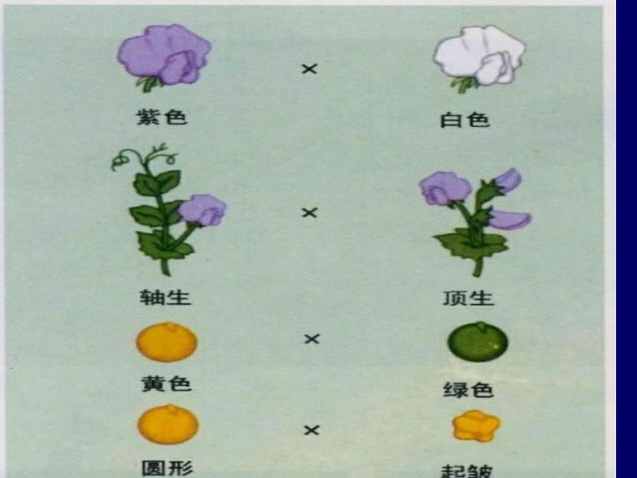 隐性上位作用6_第4页