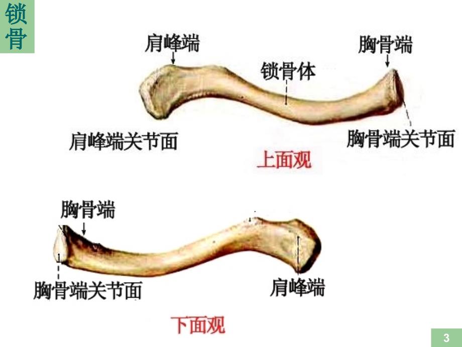 运动解剖学骨的形态观察_第3页