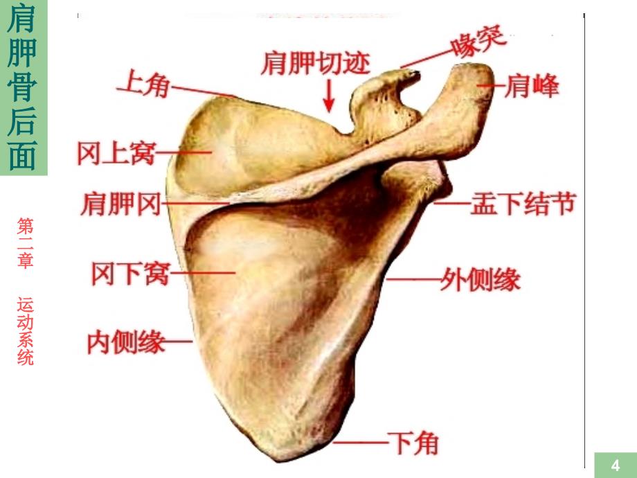 运动解剖学骨的形态观察_第4页