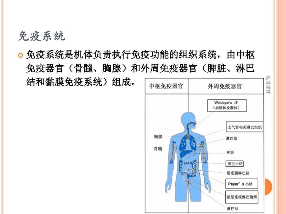 免疫功能评价【医疗资料】_第5页