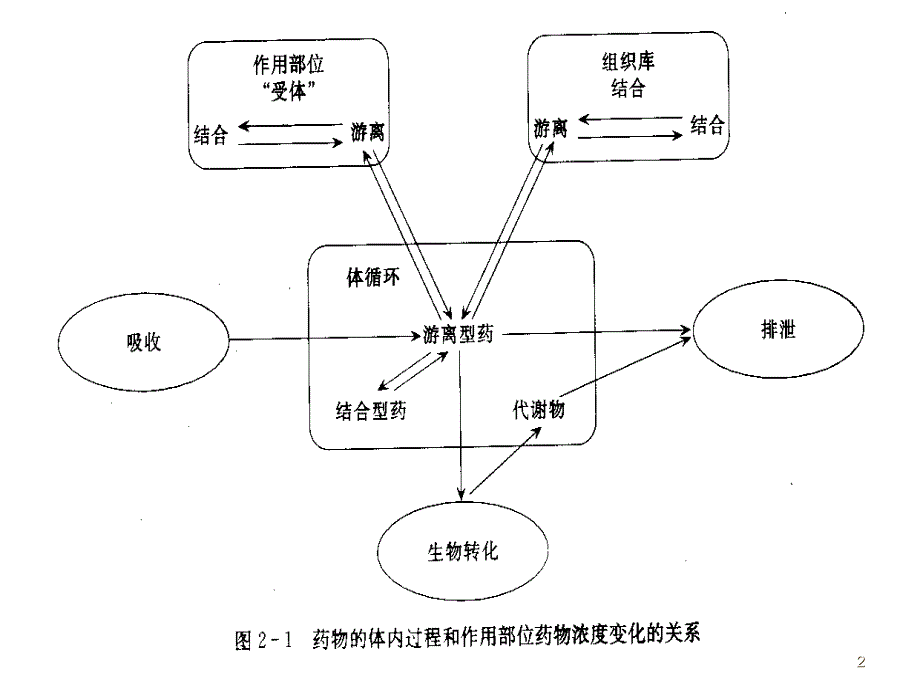 第2章药物代谢动力学ppt课件_第2页