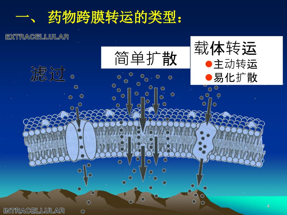 第2章药物代谢动力学ppt课件_第4页