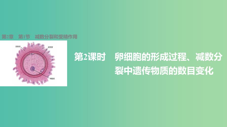 高中生物 2.1.2 卵细胞的形成过程、减数分裂中遗传物质的数目变化课件 新人教版必修2.ppt_第1页