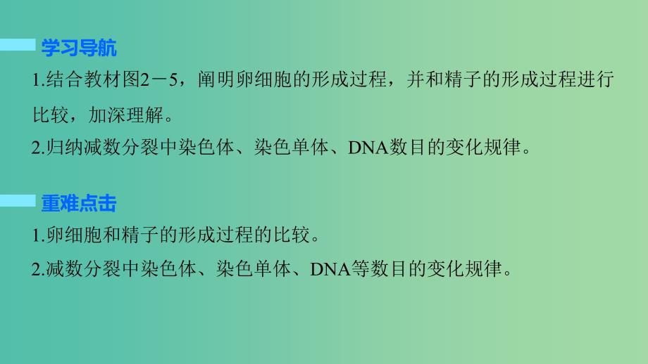 高中生物 2.1.2 卵细胞的形成过程、减数分裂中遗传物质的数目变化课件 新人教版必修2.ppt_第2页