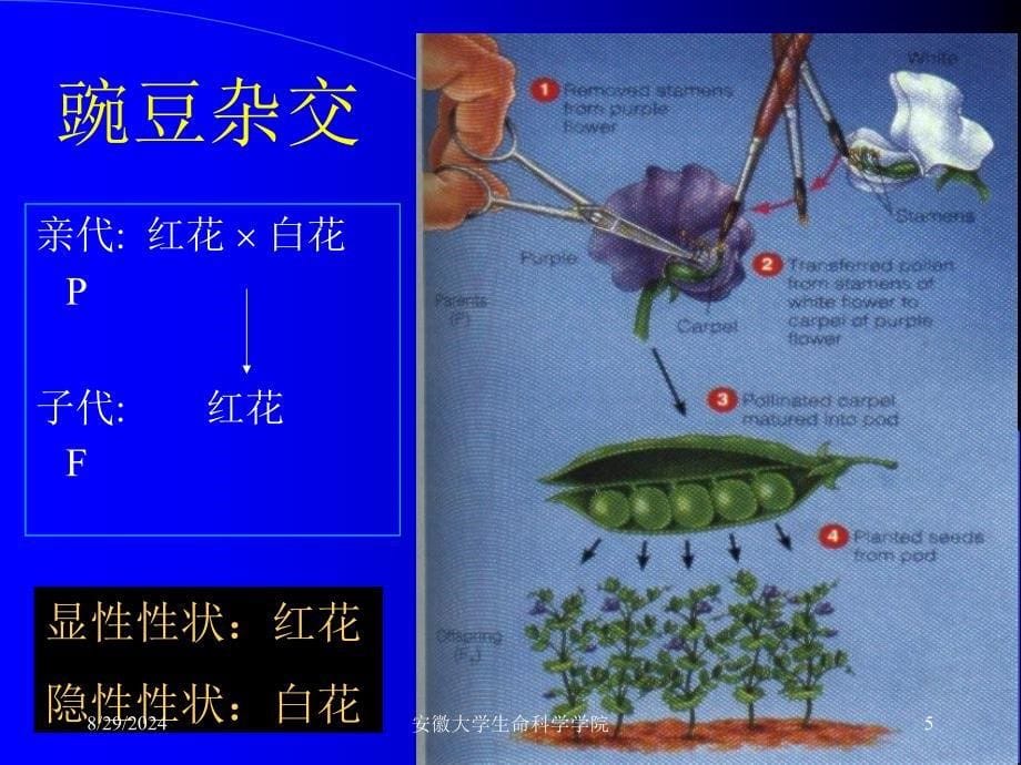 遗传学经典课件第02章孟德尔遗传分析_第5页