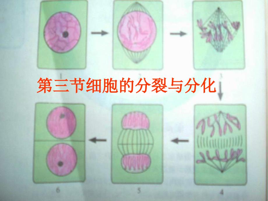 济南版生物七上第三节细胞的分与分化ppt课件之一_第1页