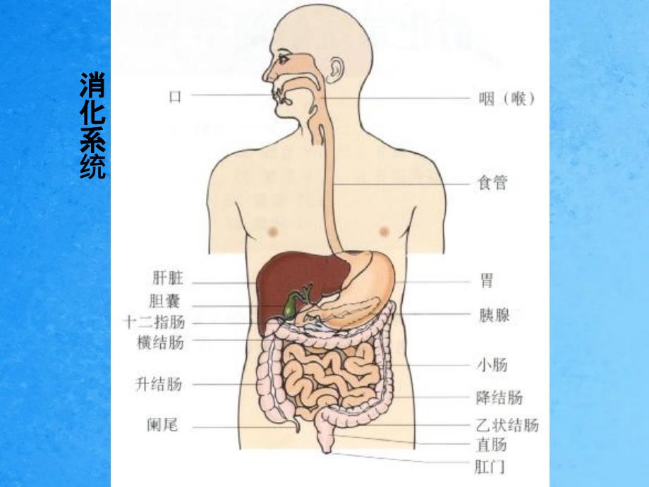 第二十六章作用于消化系统药物ppt课件_第2页