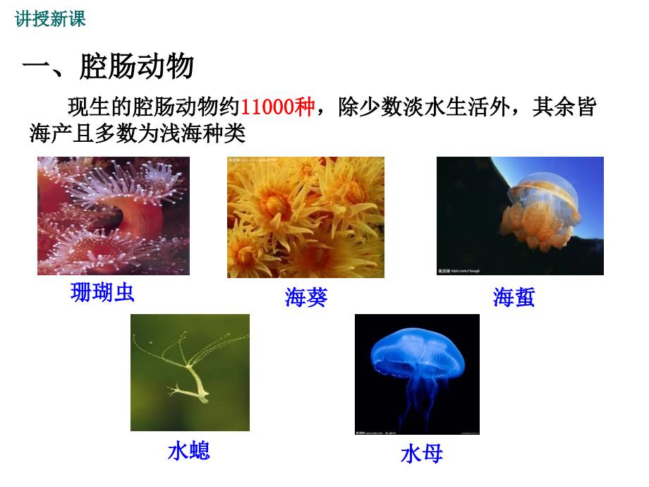 1第一节腔肠动物和扁形动物备份2_第4页