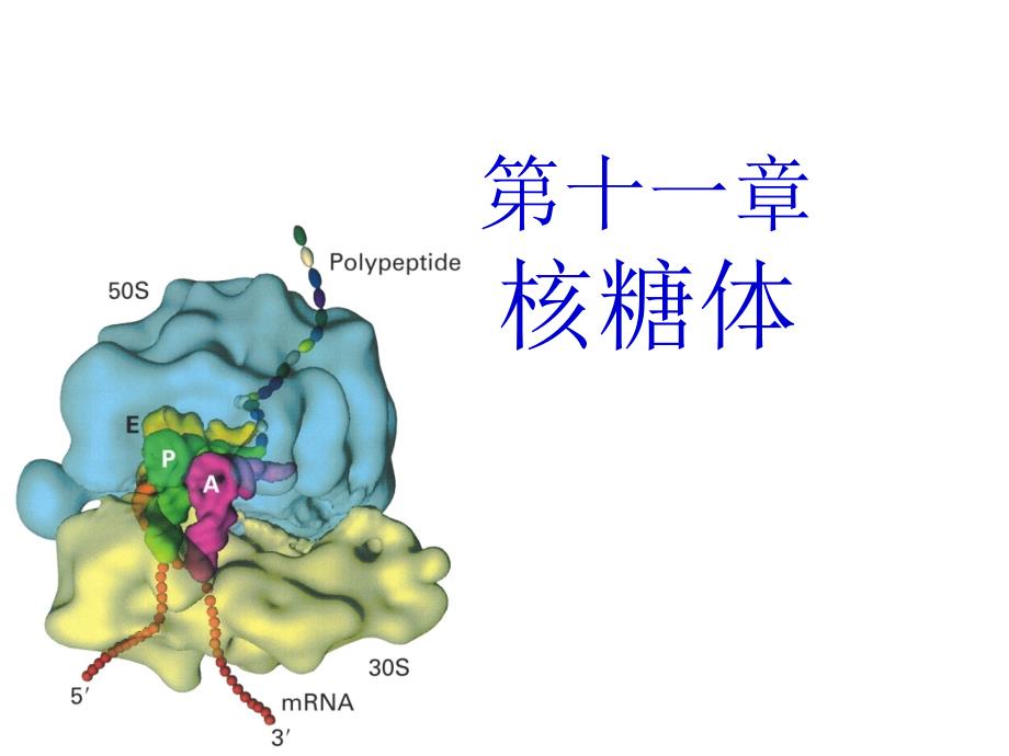 第十一章核糖体ppt课件_第1页