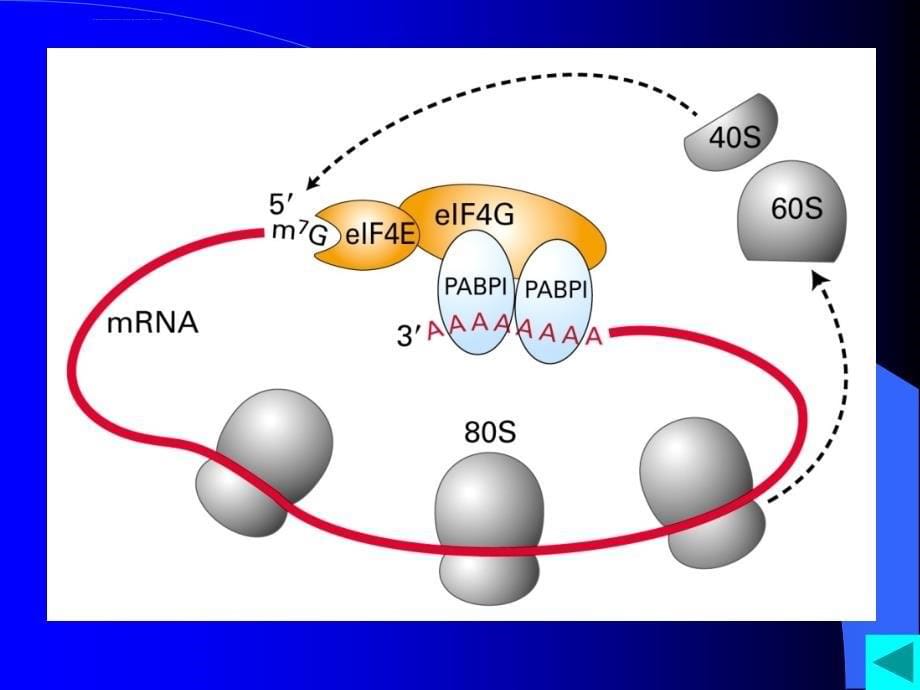 第十一章核糖体ppt课件_第5页