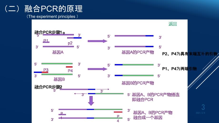 融合PCRPPT课件_第3页