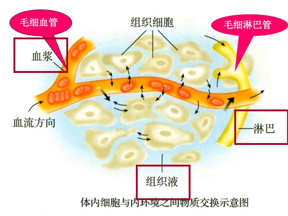 教学新必修三细胞生活的环境ppt课件_第2页