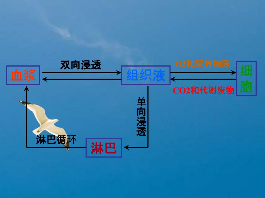 教学新必修三细胞生活的环境ppt课件_第4页