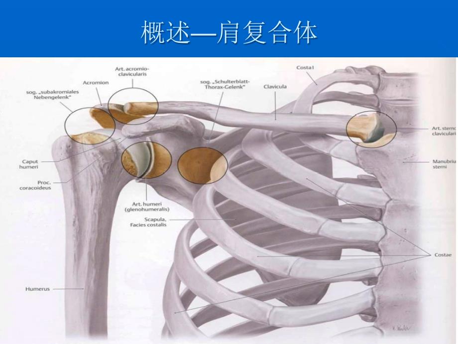 肩关节周围炎分的康复治疗ppt课件_第3页