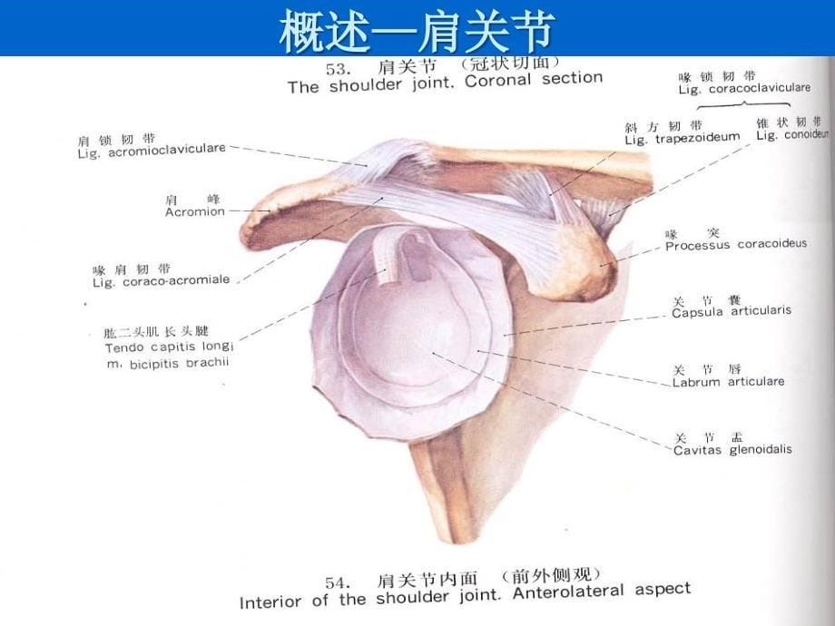 肩关节周围炎分的康复治疗ppt课件_第5页