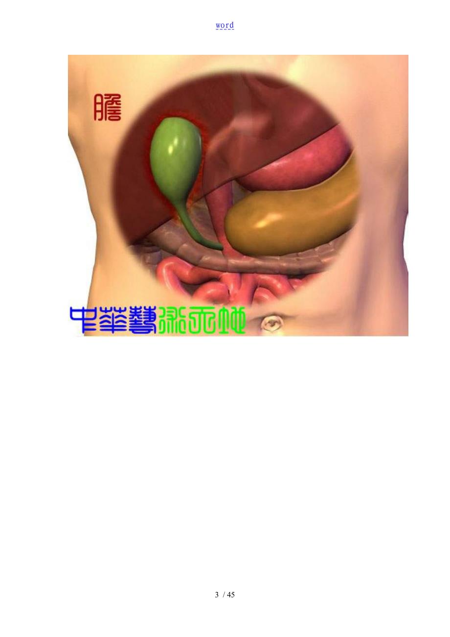 最全的人体内脏结构图(医学图谱)_第3页