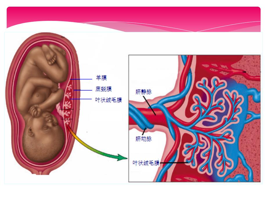 妊娠滋养细胞疾病病人护理.ppt_第3页