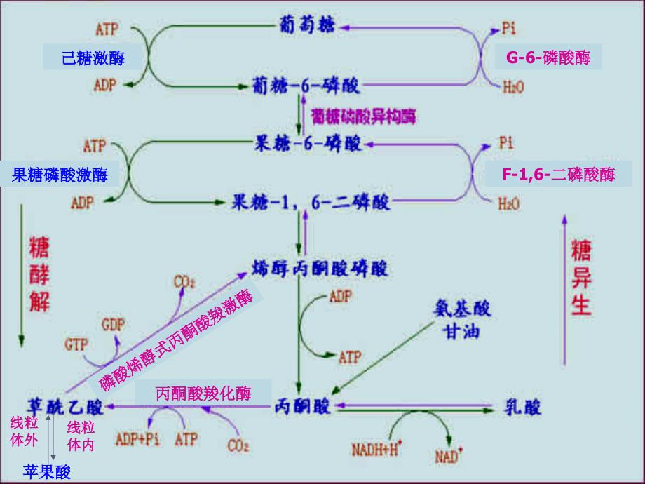 糖原异生和糖的其他代谢途径_第2页