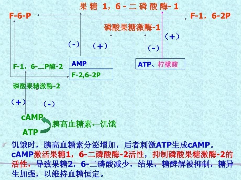 糖原异生和糖的其他代谢途径_第5页