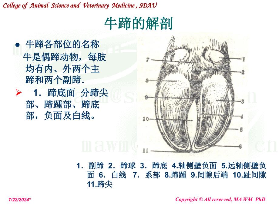 动物外科学奶牛蹄病课件_第2页