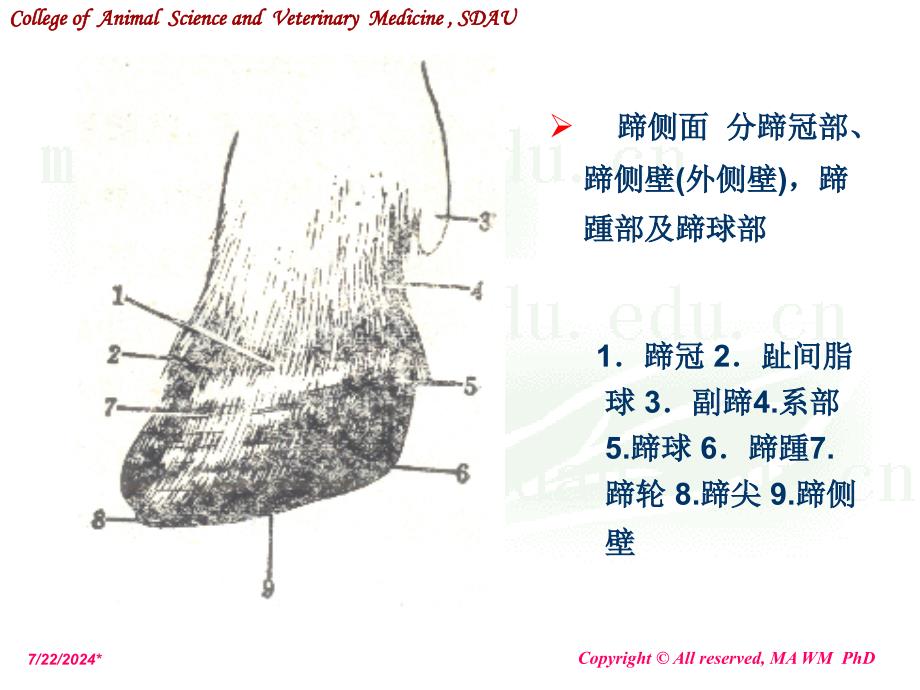 动物外科学奶牛蹄病课件_第3页