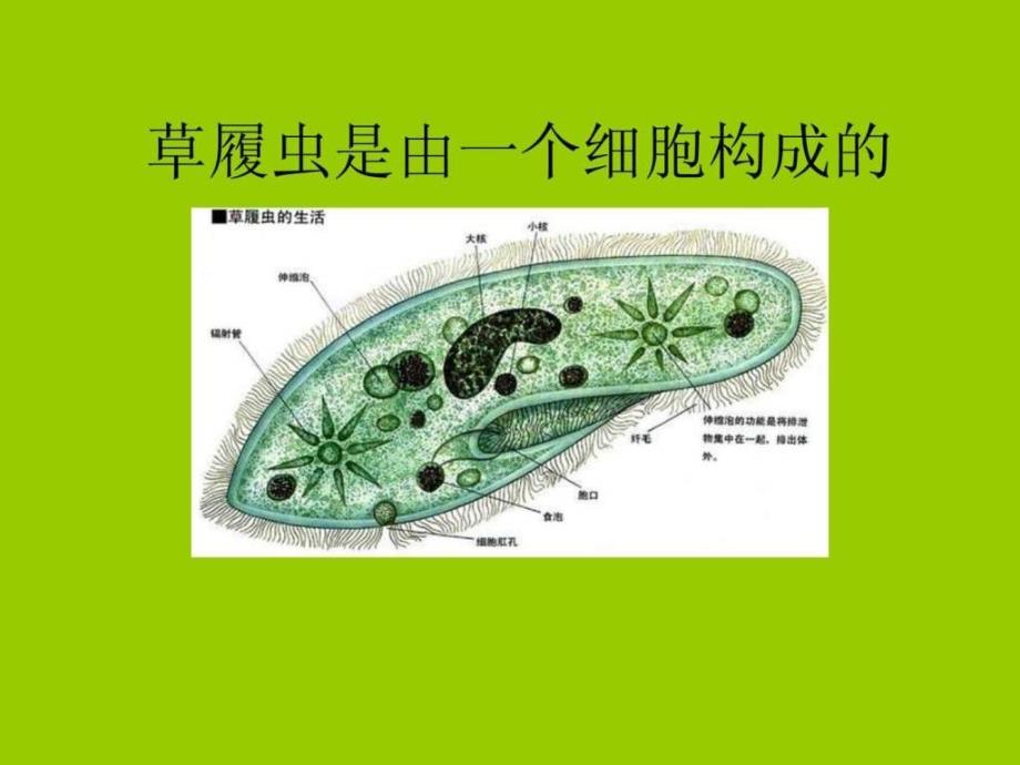 细胞青岛版六年级科学下册PPT课件.ppt_第3页