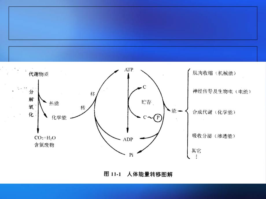 4生命活动需要能量教程_第3页