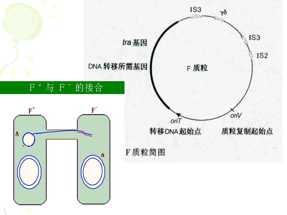 微生物遗传-结合转移_第3页