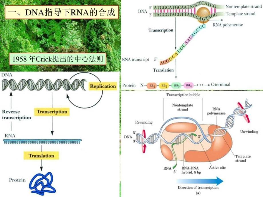 王镜岩生物化学经典课件16RNA合成考研必备学生物....ppt_第2页