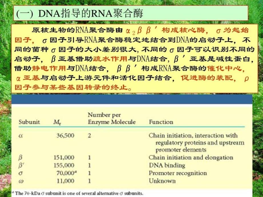 王镜岩生物化学经典课件16RNA合成考研必备学生物....ppt_第4页