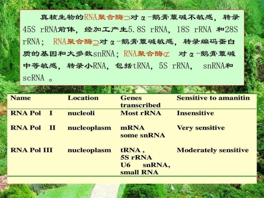 王镜岩生物化学经典课件16RNA合成考研必备学生物....ppt_第5页