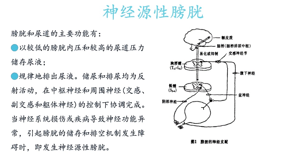 神经源膀胱病人的个案护理.ppt_第4页